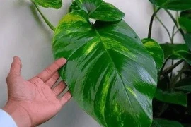 6 loại cây cảnh đẹp nhưng âm khí mạnh, dễ hao tài tán lộc