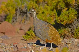 Kỳ thú loài chim nhỏ như gà nhưng là họ hàng của đà điểu 