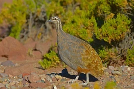 Kỳ thú loài chim nhỏ như gà nhưng là họ hàng của đà điểu 