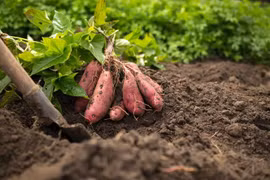 Điều kinh ngạc về loài cây 'cứu đói' toàn cầu