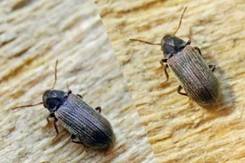 Sức công phá kinh hoàng của loài côn trùng tí hon có khắp toàn cầu 