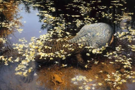 Khiếp đảm loài lưỡng cư dài 4 mét, săn mồi giống cá sấu 