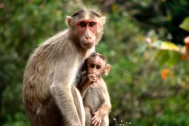 Sự thật khó tin loài khỉ của Việt Nam “hot” nhất thế giới 