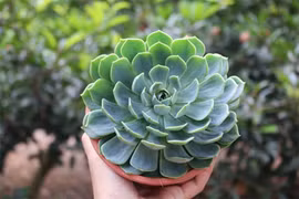 Những cây phong thủy hợp với người tuổi Tỵ