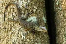  Choáng ngợp loài kỳ đà quý hiếm, đẹp lạ ở Việt Nam