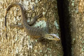  Choáng ngợp loài kỳ đà quý hiếm, đẹp lạ ở Việt Nam