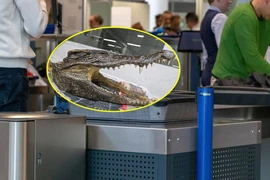 Sốc với thứ tìm thấy trong vali ở sân bay Ấn Độ