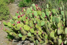 Top sự thật khó tin ít ai biết về các loài xương rồng 