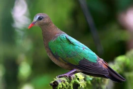 Sự thật lý thú về loài chim cu luồng có nhiều ở Việt Nam 