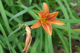 Loài hoa lạ vừa là "độc dược", vừa là "thần dược" đại bổ