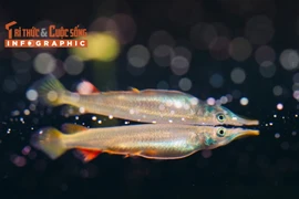 [INFOGRAPHIC]: Loài cá mỏ dài độc đáo của Việt Nam