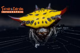 [INFOGRAPHIC] Loài nhện kỳ lạ nhất Việt Nam