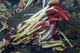 Phát hiện chấn động loài giun dài 2 mét, sống dưới đại dương tăm tối