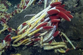 Phát hiện chấn động loài giun dài 2 mét, sống dưới đại dương tăm tối