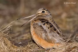 Độc lạ loài chim mỏ dài như đôi đũa, Việt Nam có nhiều