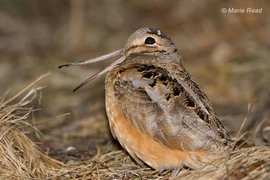 Độc lạ loài chim mỏ dài như đôi đũa, Việt Nam có nhiều