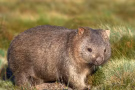 Sự thật giật mình về loài gấu túi mũi trần chỉ có ở Úc 