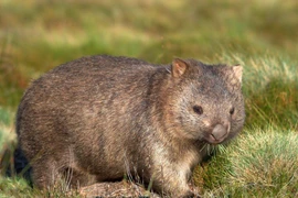 Sự thật giật mình về loài gấu túi mũi trần chỉ có ở Úc 