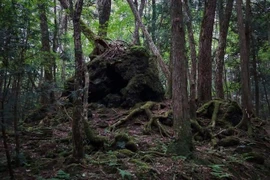 Sự thật rùng mình về “khu rừng tự sát” khét tiếng Nhật Bản 