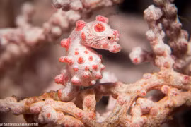 Sự thật thú vị loài cá ngụy trang hoàn hảo số 1 đại dương