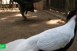 Quy định nuôi gà lôi trắng quý hiếm khiến nhiều người bất ngờ
