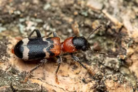 Loài bọ cánh cứng có hình dáng y hệt con kiến, săn mồi cực đỉnh 