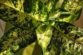 Độc tính đáng sợ của loài 'cây câm' nhiều người Việt trồng trong nhà 