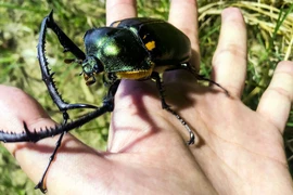 Tận thấy loài “cua biết bay” có 1-0-2 Việt Nam 