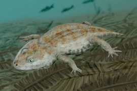 Tận thấy quái vật mang đặc điểm của cả ếch và kỳ nhông 