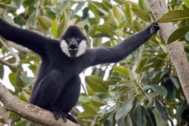 Top sự thật thú vị về loài vượn đen tuyền của Việt Nam 