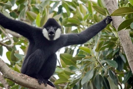 Top sự thật thú vị về loài vượn đen tuyền của Việt Nam 