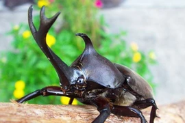 Tận mục loài côn trùng “võ sĩ giác đấu” của Việt Nam 