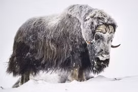  Bò xạ sống nơi lạnh nhất thế giới, sở hữu bộ lông dày phi thường