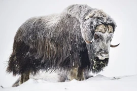  Bò xạ sống nơi lạnh nhất thế giới, sở hữu bộ lông dày phi thường