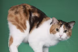 Tận mục giống mèo tròn trịa không đuôi, triệu người mê mẩn 