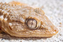 Loài thạch sùng kỳ dị xâm chiếm các đô thị quanh Địa Trung Hải 