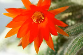 Soi loài xương rồng đẹp nhất thế giới, nhiều người lùng làm cảnh 