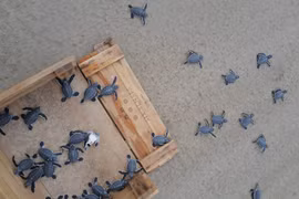 Độc lạ rùa biển bạch tạng được ấp nở ở Côn Đảo 