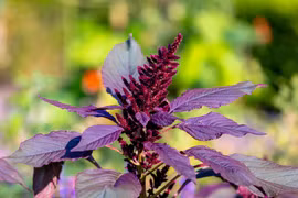 Từ đế chế Aztec đến vườn nhà, hành trình thú vị của rau dền đỏ