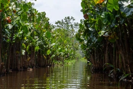 Điều có 1-0-2 của khu rừng nằm bên 'cầu nối sinh học' giữa hai châu lục 