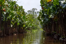 Điều có 1-0-2 của khu rừng nằm bên 'cầu nối sinh học' giữa hai châu lục 