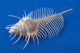 Loài ốc biển được ví như 'kiệt tác của đại dương', Việt Nam có nhiều 