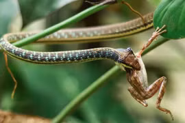 Loại gia vị của Việt Nam khiến rắn sợ 'mất mật'