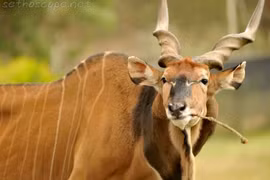 Vẻ đẹp siêu thực của 'Thần thú sừng xoắn' châu Phi