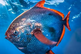 Loài cá 'máu nóng' giữa đại dương, sinh vật phá vỡ quy luật tự nhiên 