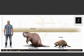 Choáng với loài hải ly nặng 100 kg, răng cửa dài tới 15 cm 