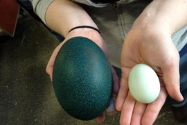 Sự thật khó tin về loài chim to nhất châu Úc 