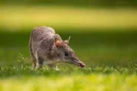 Quá sốc với loài thú mang thai 10 ngày đã đẻ con 