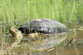 Tận thấy loài rùa khổng lồ có răng sắc lẹm của Việt Nam 