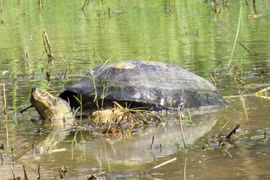 Tận thấy loài rùa khổng lồ có răng sắc lẹm của Việt Nam 